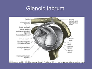 Glenoid labrum
 