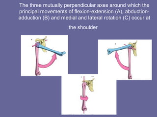 Flexion
• 90 degree movement
• Muscles involved
A.Deltoid (anterior
fibers)
B.Pectoralis Major
(clavicular fibers)
C.Corac...