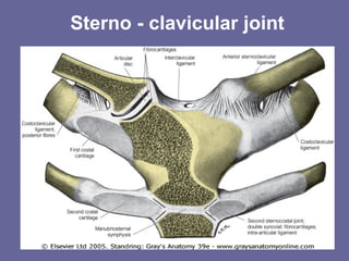 Sterno - clavicular joint
 