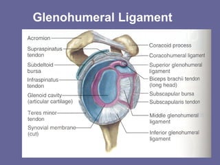 Glenohumeral Ligament
 