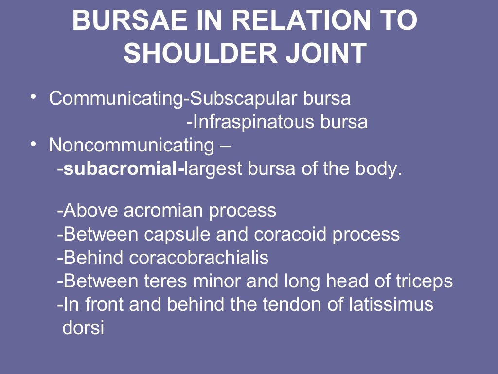 Shoulder anatomy
