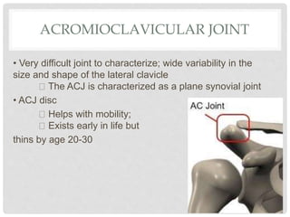 ACROMIOCLAVICULAR JOINT
• Very difficult joint to characterize; wide variability in the
size and shape of the lateral clavicle
The ACJ is characterized as a plane synovial joint
• ACJ disc
Helps with mobility;
Exists early in life but
thins by age 20-30
 