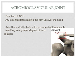 ACROMIOCLAVICULAR JOINT
• Function of ACJ
• AC joint facilitates raising the arm up over the head
• Acts like a strut to help with movement of the scapula
resulting in a greater degree of arm
rotation
 