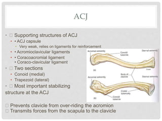 ACJ
• Supporting structures of ACJ
• • ACJ capsule
• Very weak, relies on ligaments for reinforcement
• • Acromioclavicular ligaments
• • Coracoacromial ligament
• Coraco-clavicular ligament
• Two sections
• Conoid (medial)
• Trapezoid (lateral)
• Most important stabilizing
structure at the ACJ
Prevents clavicle from over-riding the acromion
Transmits forces from the scapula to the clavicle
 