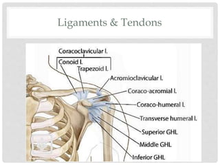 Ligaments & Tendons
 