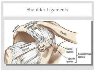 Shoulder Ligaments
 