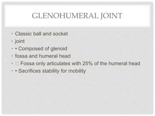 GLENOHUMERAL JOINT
• Classic ball and socket
• joint
• • Composed of glenoid
• fossa and humeral head
• Fossa only articulates with 25% of the humeral head
• • Sacrifices stability for mobility
 
