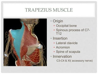TRAPEZIUS MUSCLE
• Origin
• Occipital bone
• Spinous process of C7-
T12
• Insertion
• Lateral clavicle
• Acromion
• Spine of scapula
• Innervation
C3-C4 & XI( accessory nerve)
 