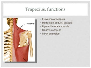 Trapezius, functions
• Elevation of scapula
• Retraction(adduct) scapula
• Upwardly rotate scapula
• Depress scapula
• Neck extension
 