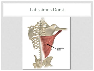 Latissimus Dorsi
 