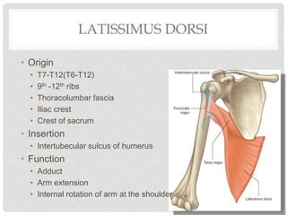 LATISSIMUS DORSI
• Origin
• T7-T12(T6-T12)
• 9th -12th ribs
• Thoracolumbar fascia
• Iliac crest
• Crest of sacrum
• Insertion
• Intertubecular sulcus of humerus
• Function
• Adduct
• Arm extension
• Internal rotation of arm at the shoulder
 