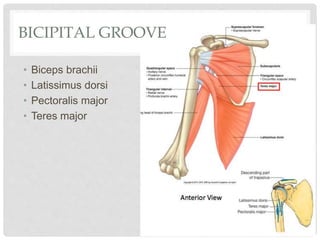 BICIPITAL GROOVE
• Biceps brachii
• Latissimus dorsi
• Pectoralis major
• Teres major
 