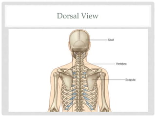 Dorsal View
 