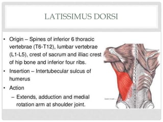 LATISSIMUS DORSI
 