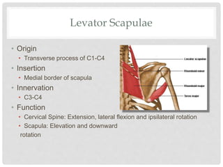 • Origin
• Transverse process of C1-C4
• Insertion
• Medial border of scapula
• Innervation
• C3-C4
• Function
• Cervical Spine: Extension, lateral flexion and ipsilateral rotation
• Scapula: Elevation and downward
rotation
Levator Scapulae
 