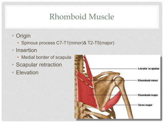 Rhomboid Muscle
• Origin
• Spinous process C7-T1(minor)& T2-T5(major)
• Insertion
• Medial border of scapula
• Scapular retraction
• Elevation
 