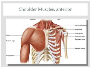 Shoulder Muscles, anterior
 