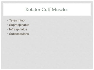 Rotator Cuff Muscles
• Teres minor
• Supraspinatus
• Infraspinatus
• Subscapularis
 