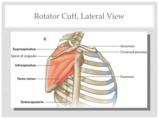 Rotator Cuff, Lateral View
 