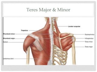 Teres Major & Minor
 