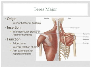 Teres Major
• Origin
• Inferior border of scapula
• Insertion
• Intertubercular groove of
Anterior humerus
• Function
• Adduct arm
• Internal rotation of arm
• Arm extension(not
hyperextension)
 