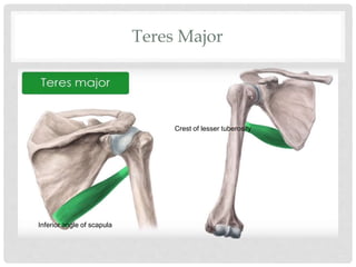 Teres Major
Crest of lesser tuberosity
Inferior angle of scapula
 