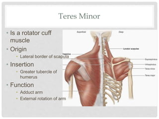 Teres Minor
• Is a rotator cuff
muscle
• Origin
• Lateral border of scapula
• Insertion
• Greater tubercle of
humerus
• Function
• Adduct arm
• External rotation of arm
 