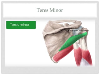 Teres Minor
G.Tuberosity of humerus
 