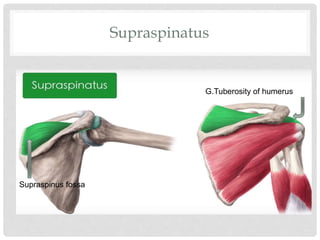 Supraspinatus
Supraspinus fossa
G.Tuberosity of humerus
 