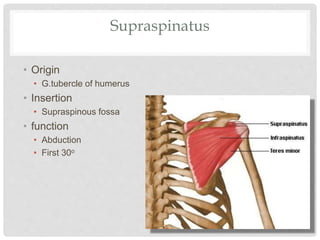 Supraspinatus
• Origin
• G.tubercle of humerus
• Insertion
• Supraspinous fossa
• function
• Abduction
• First 30o
 