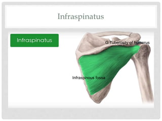 Infraspinatus
Infraspinous fossa
G.Tuberosity of humerus
 