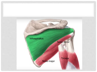 Triceps
Teres major
Teres minor
Infraspinatus
 