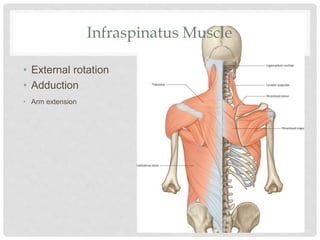 Infraspinatus Muscle
• External rotation
• Adduction
• Arm extension
 