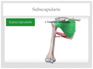 Subscapularis
L.Tuberosity of humerus
Teres major
 