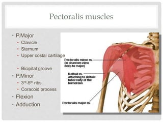 Pectoralis muscles
• P.Major
• Clavicle
• Sternum
• Upper costal cartilage
• Bicipital groove
• P.Minor
• 3rd-5th ribs
• Coracoid process
• Flexion
• Adduction
 