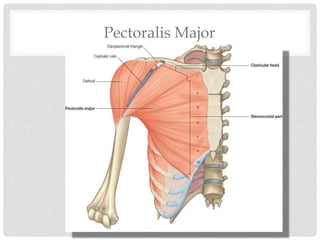 Pectoralis Major
 