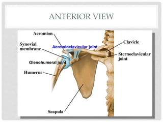 ANTERIOR VIEW
Glenohumeral joint
Acromioclavicular joint
 