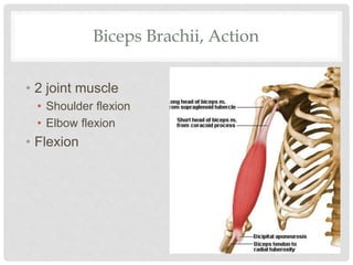 Biceps Brachii, Action
• 2 joint muscle
• Shoulder flexion
• Elbow flexion
• Flexion
 