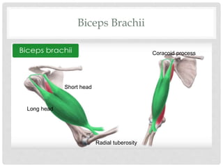 Biceps Brachii
Short head
Long head
Radial tuberosity
Coracoid process
 