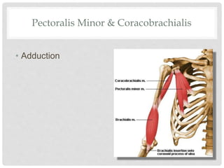 Pectoralis Minor & Coracobrachialis
• Adduction
 