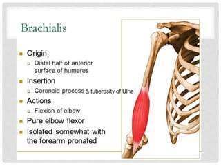 & tuberosity of Ulna
 