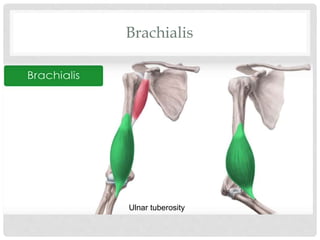 Brachialis
Ulnar tuberosity
 
