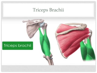 Triceps Brachii
 