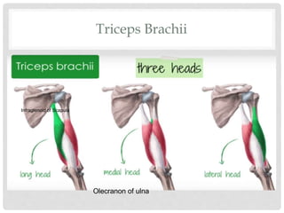 Triceps Brachii
Infraglenoid of Scapula
Olecranon of ulna
 