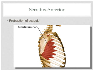 Serratus Anterior
• Protraction of scapula
 