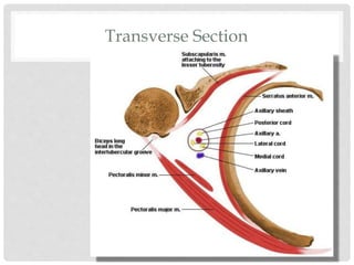Transverse Section
 