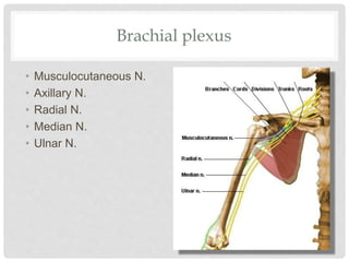Brachial plexus
• Musculocutaneous N.
• Axillary N.
• Radial N.
• Median N.
• Ulnar N.
 