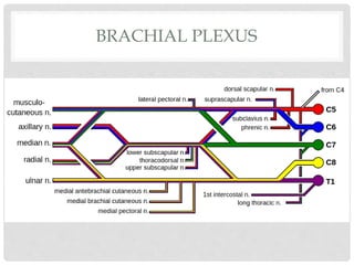 BRACHIAL PLEXUS
 