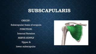 Subscapular System SHOULDER ANATOMY for medical students og | PPTX