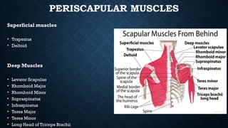 SHOULDER ANATOMY for medical students og | PPTX